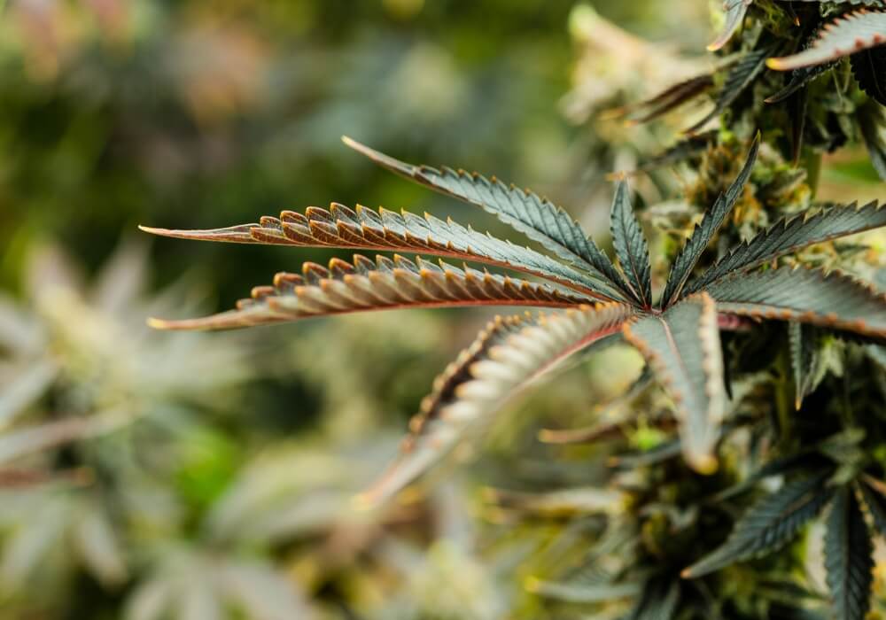 Copper deficiency in cannabis pla