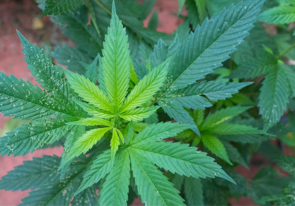 Sulphur deficiency in cannabis plants