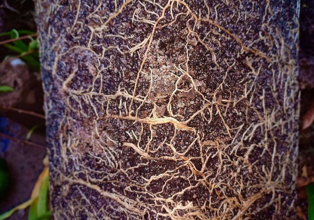 What are soil microbes