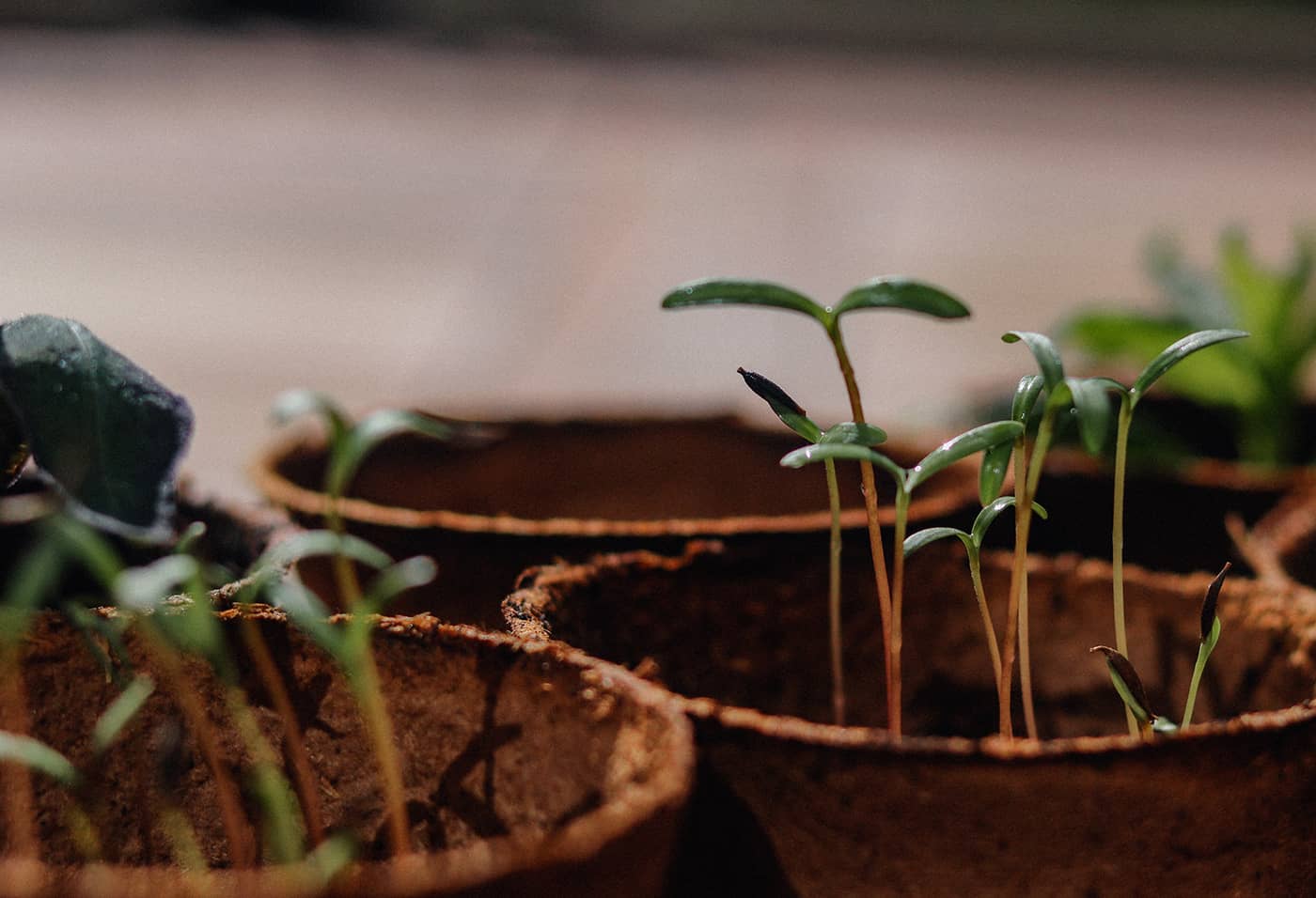 Meet the Microbes: the Science behind Amplify