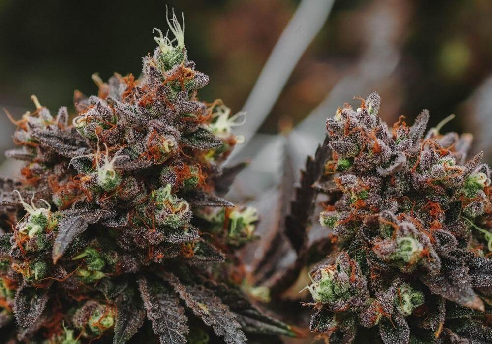 Best Bloom Booster for cannabis