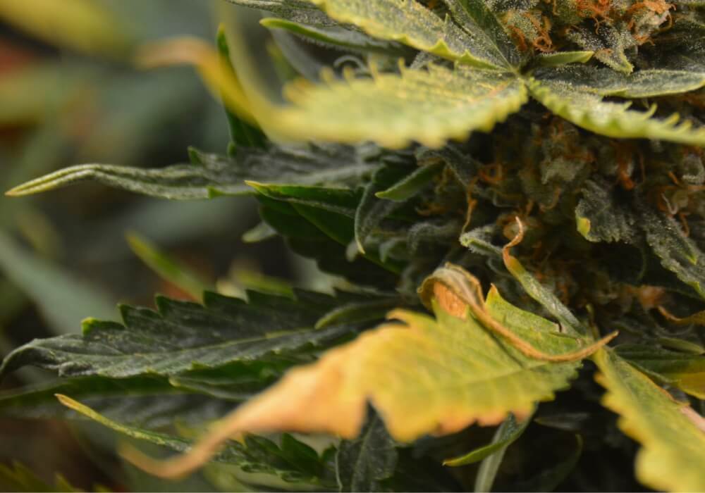 Boron deficiency in cannabis plants
