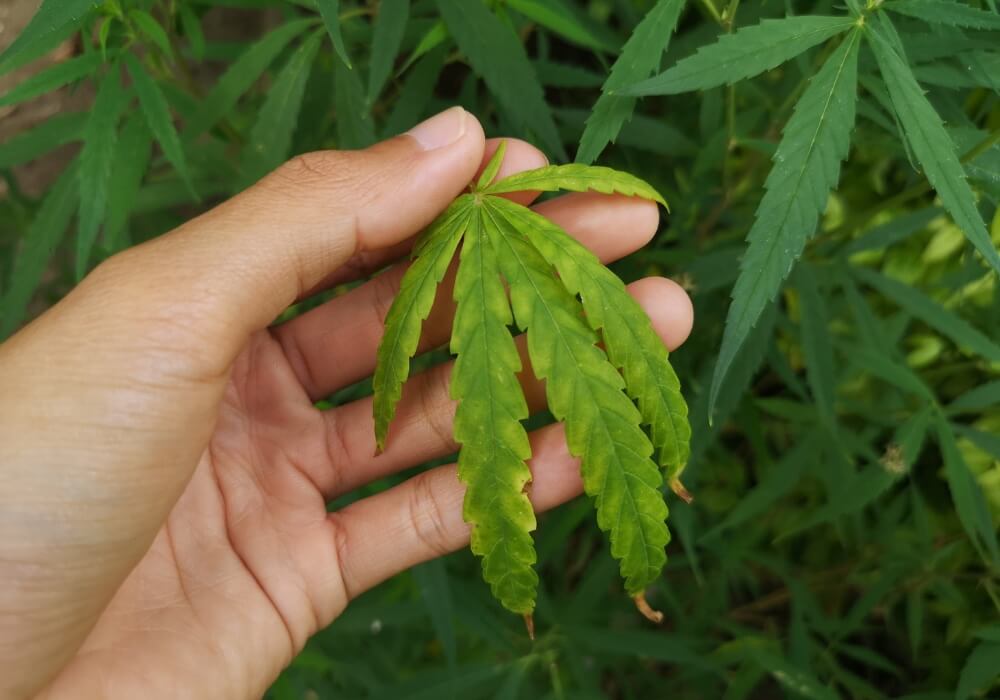 CalMag deficiency