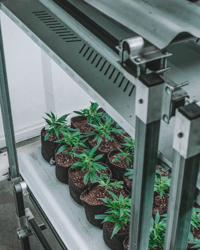 Cannabis microbes