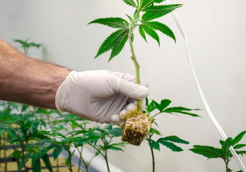 Caring for clones cannabis