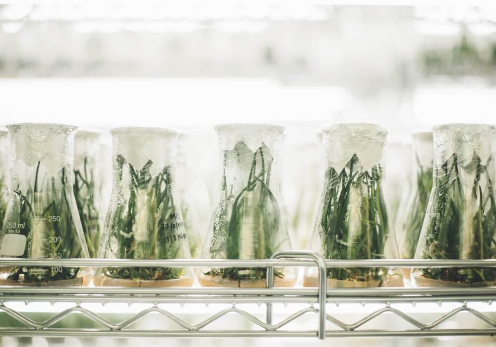 Genetically Enhanced Agriculture - Utilizing Nature’s Best Chemists