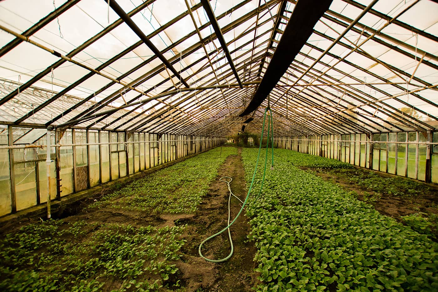 Greenhouse