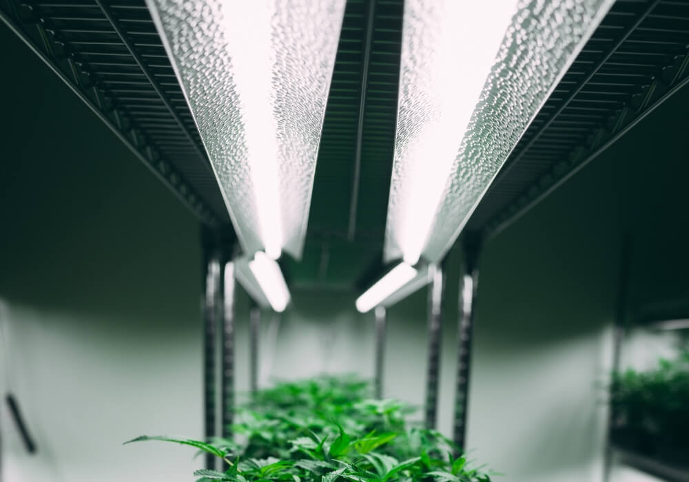 Grow light cannabis