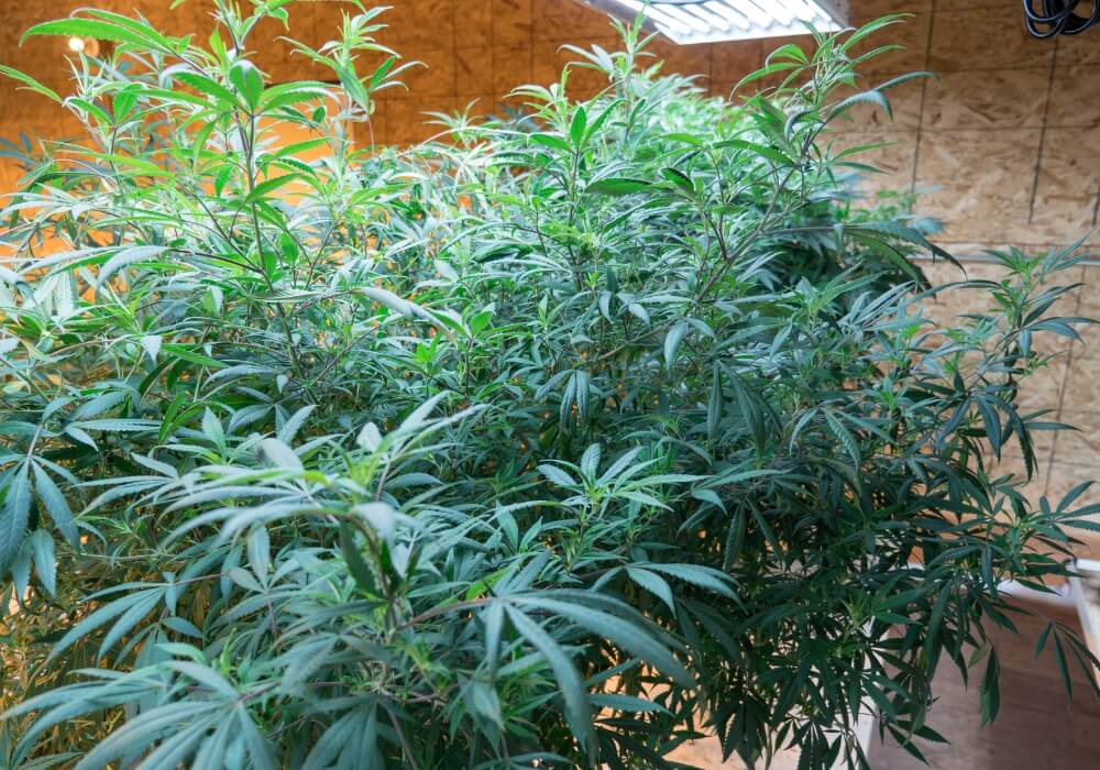 Growing a mother plant in cannabis