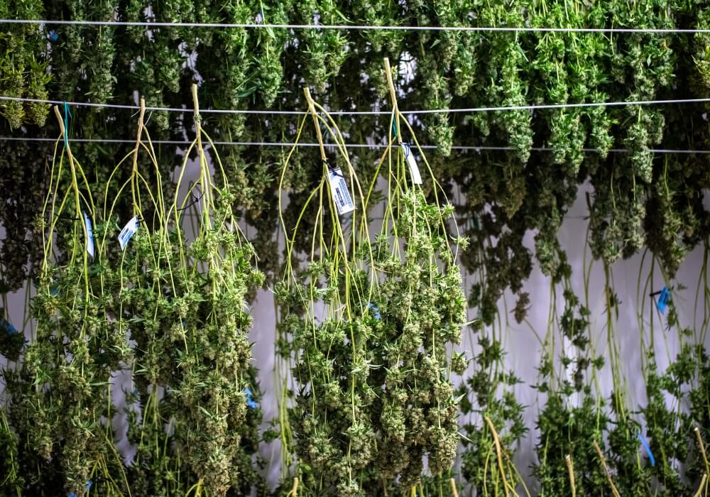 How to dry and cure cannabis