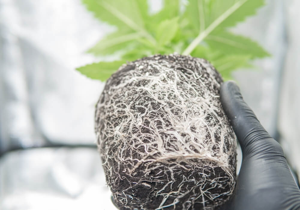 Healthy Plant Roots for cannabis