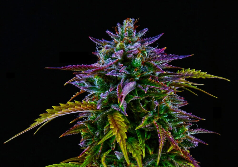 Healthy cannabis plant without a silica deficiency