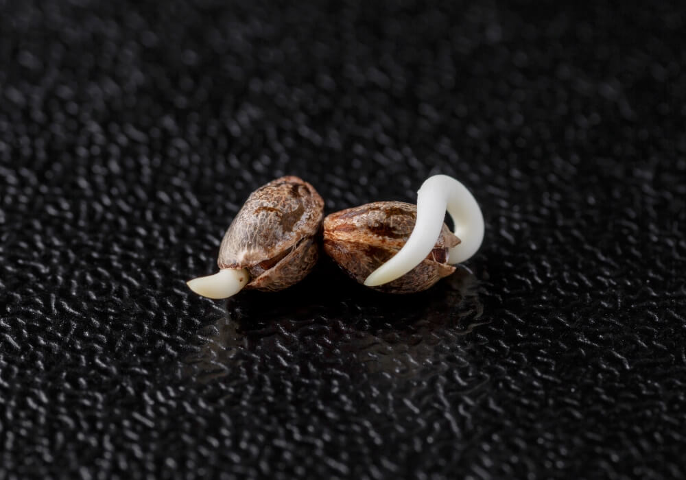 How to Germinate Cannabis Seeds