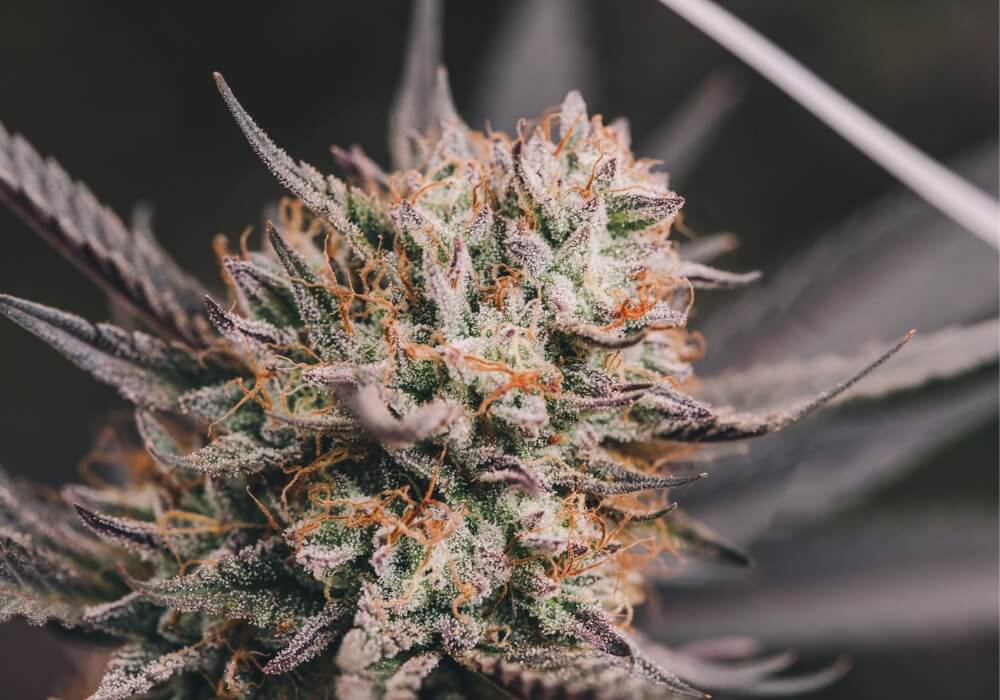 How to Make Buds Bigger During Flowering