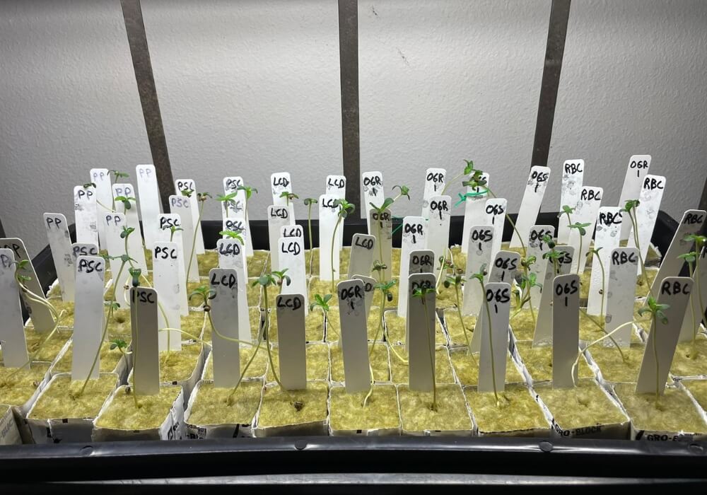 How to Use Rockwool in Hydroponics