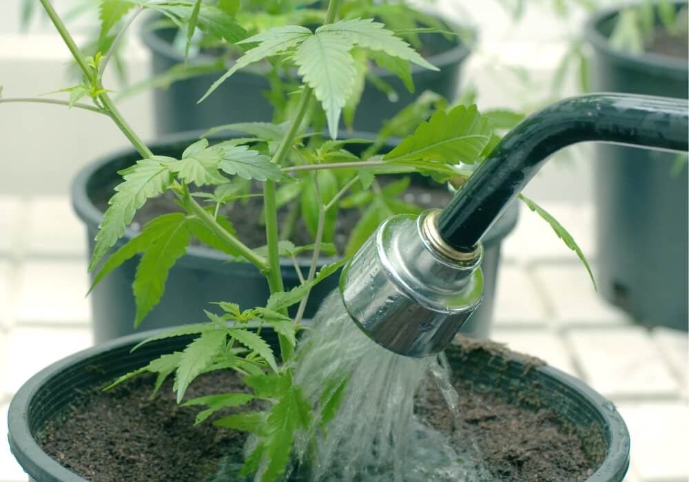 How to flush cannabis plants