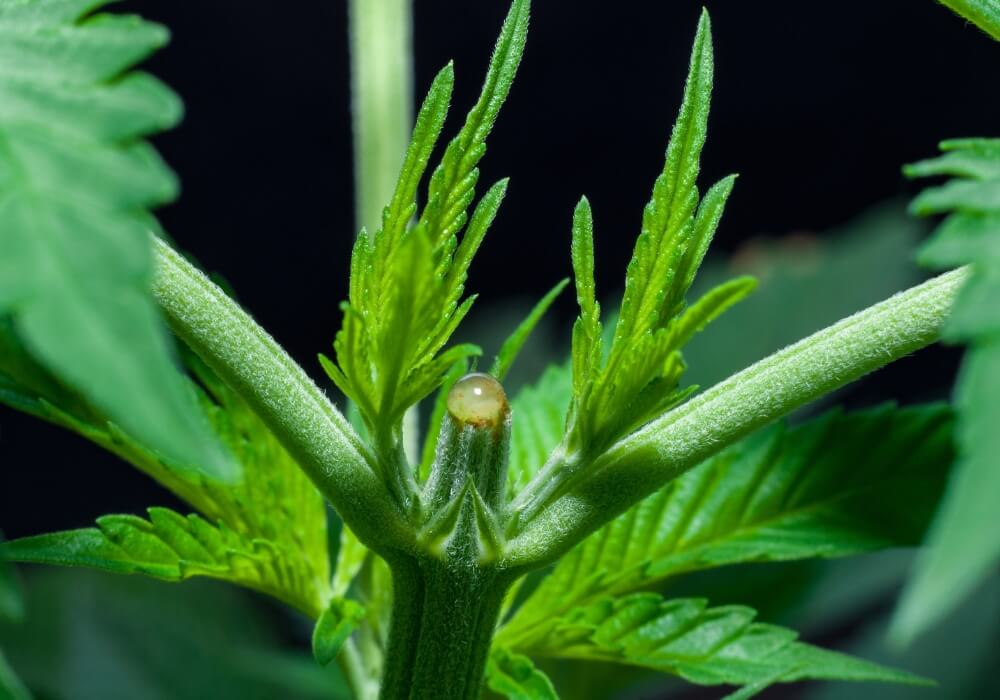 How to top cannabis plants