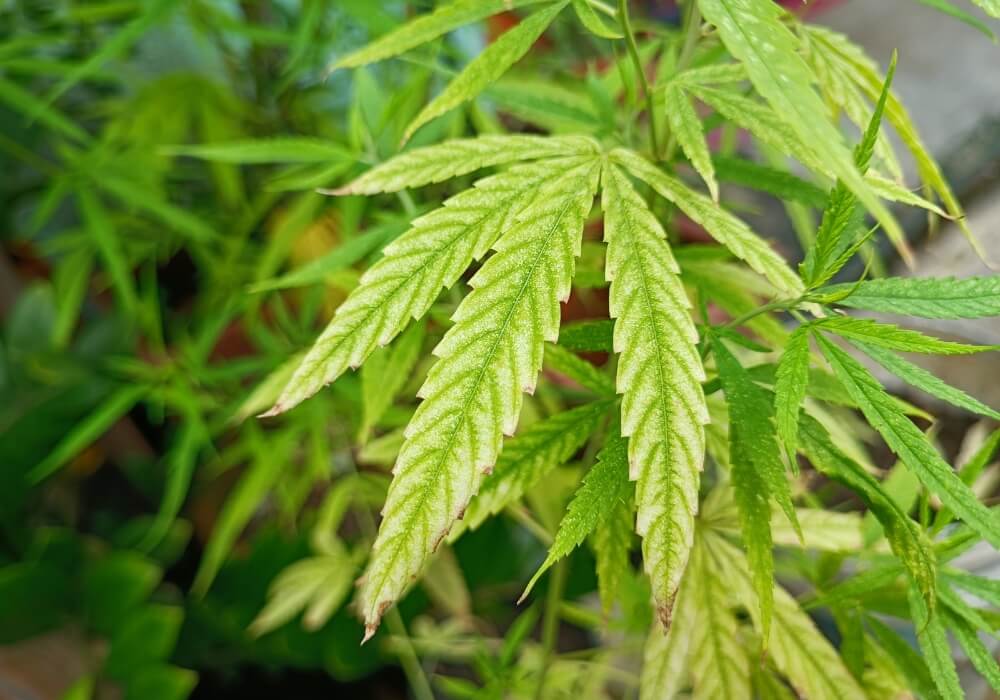 Iron deficiency in cannabis plants