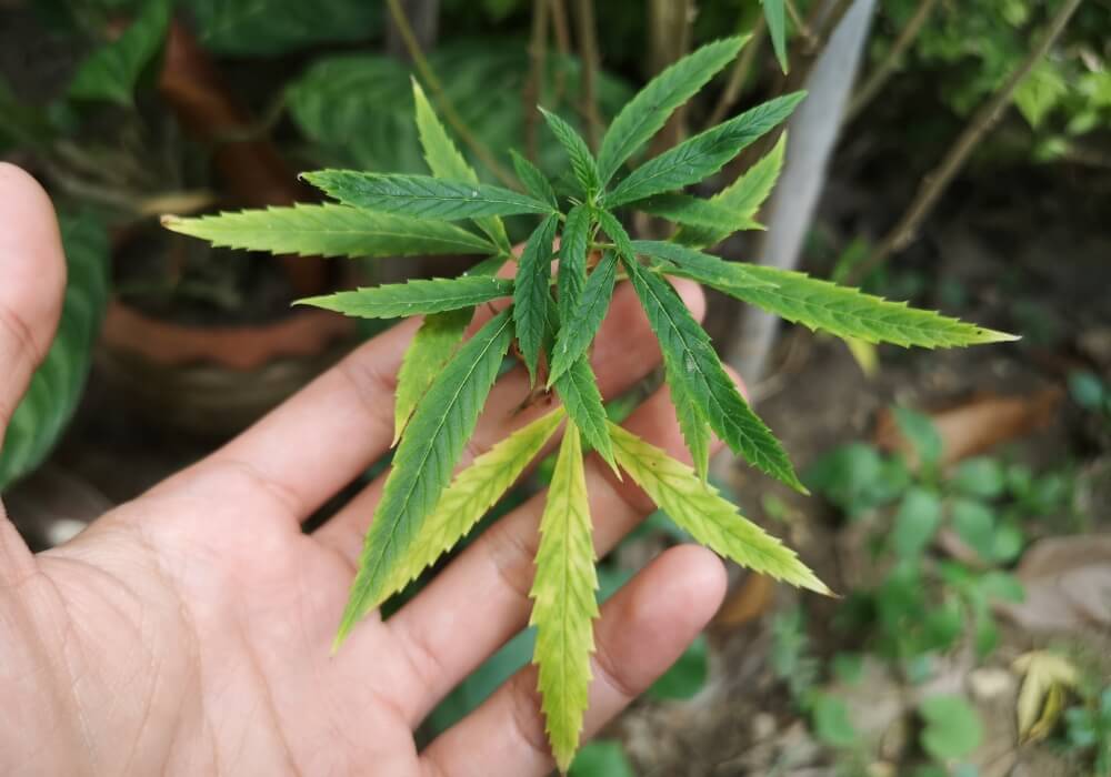 Manganese deficiency in cannabis plants