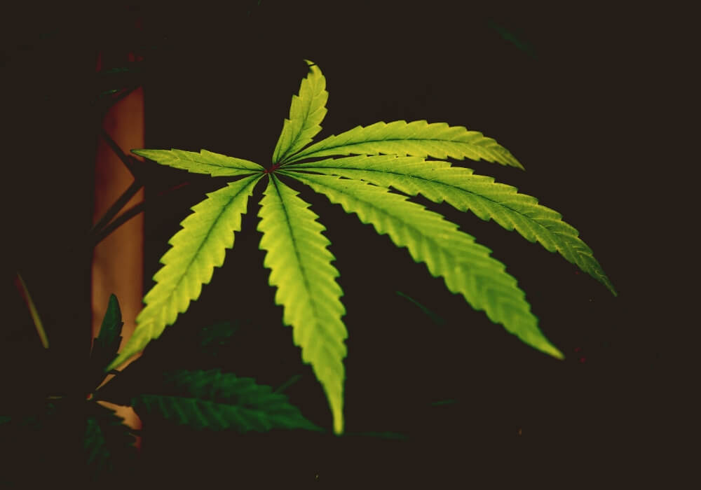 Cannabis Leaves Turning Yellow