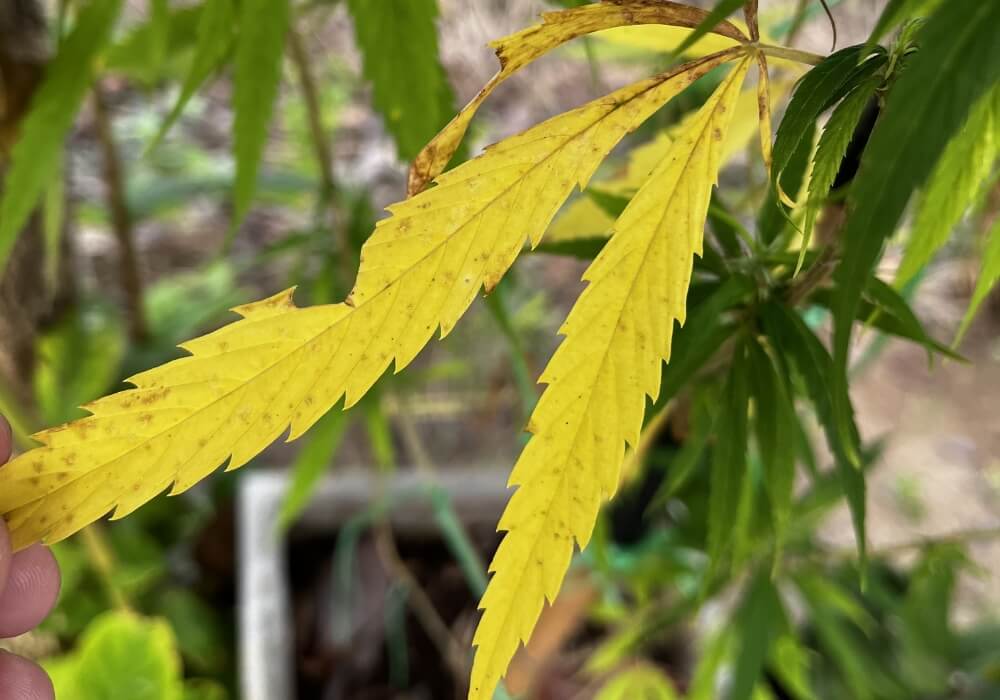 Nitrogen deficiency in cannabis plants