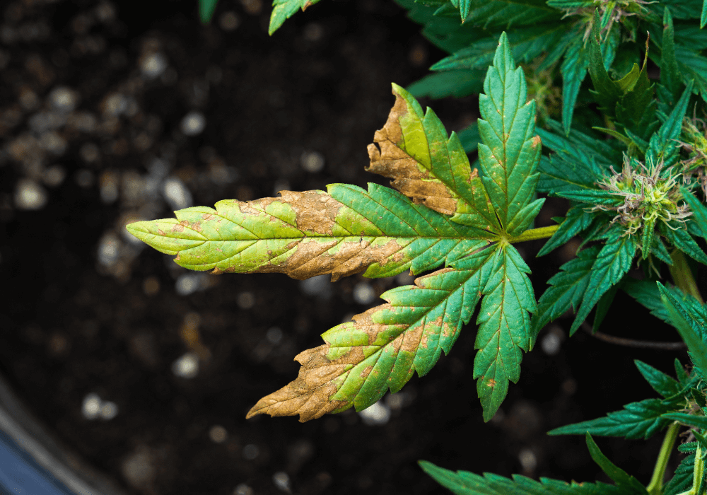 Phosphorus Deficiency in Cannabis Plants