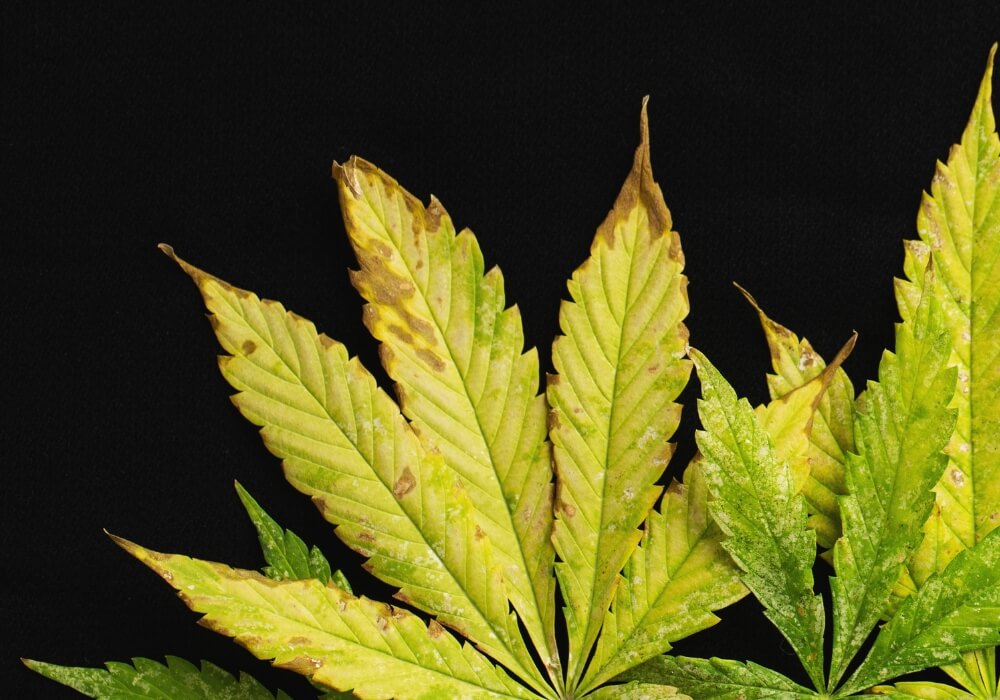 Potassium deficiency weed