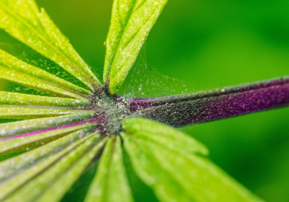 Spider mite infestation