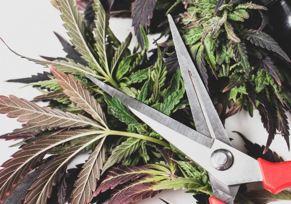 Trimming Cannabis Fan Leaves