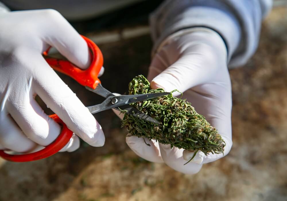 Trimming cannabis