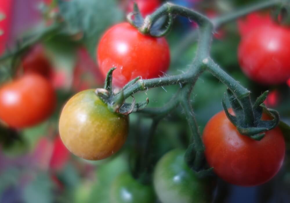 What Makes Your Garden Grow