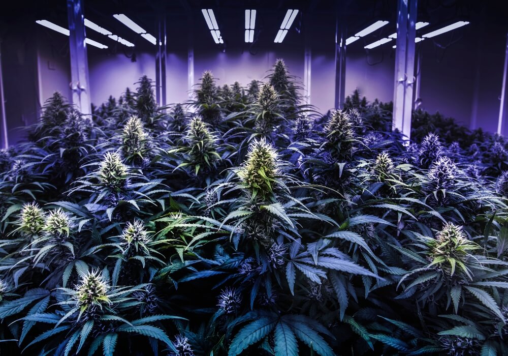 When to Start Bloom Nutrients