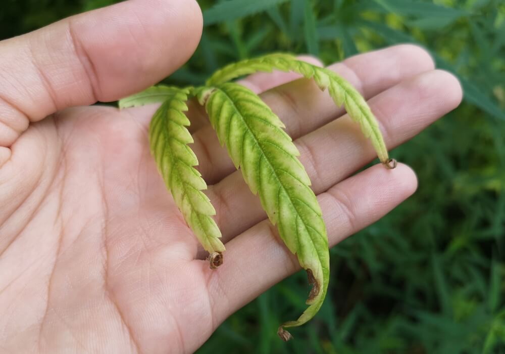 Zinc deficiency leaf in hand