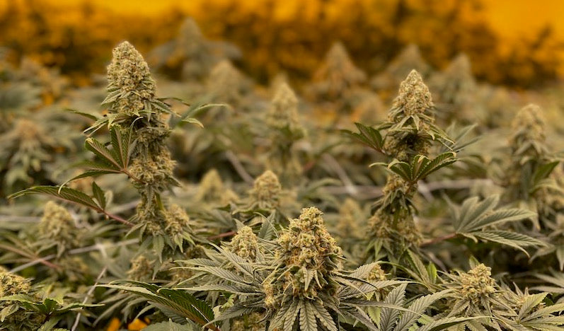 Beat cannabis nutrient deficiencies