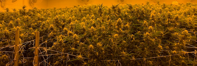 Organitek commercial consulting