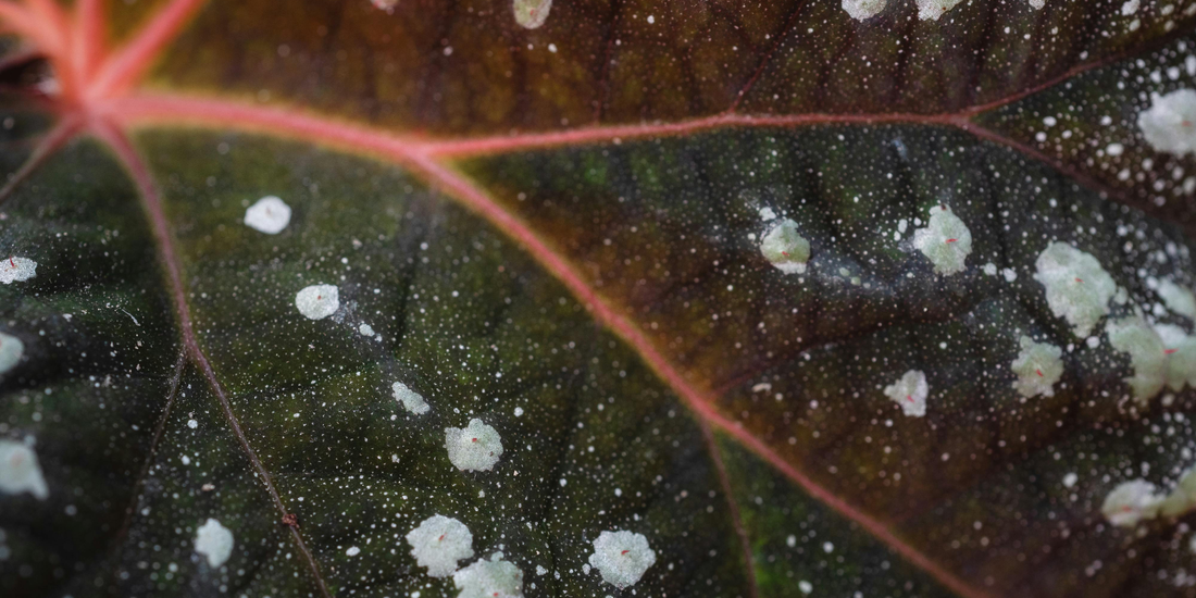 Saving Your Plants From Fungi | The YetiControl Way