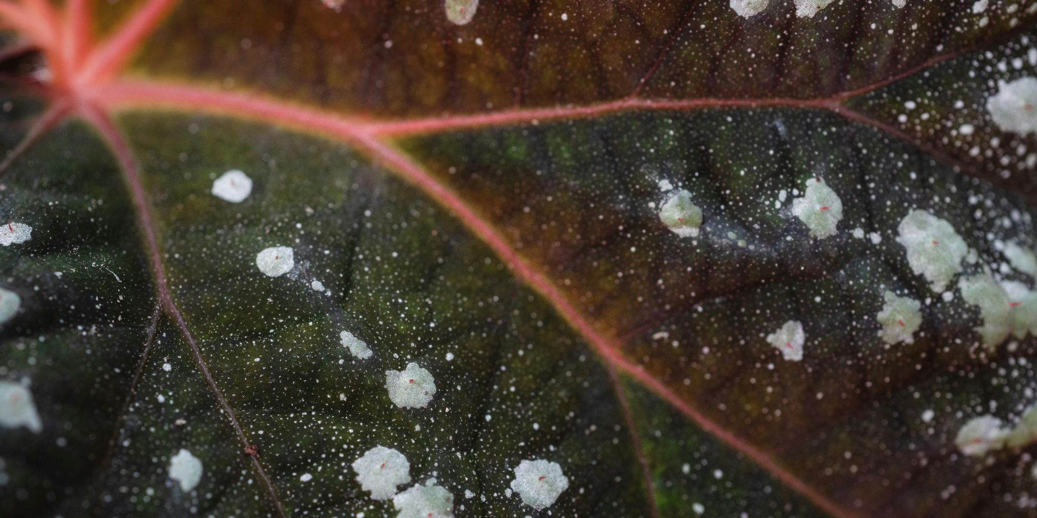 Saving Your Plants From Fungi | The YetiControl Way