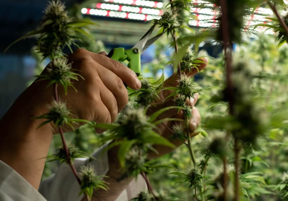 lollipopping cannabis and trimming the leaves