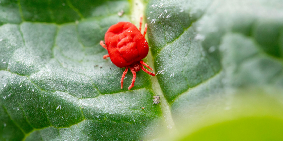 How To Kill Spider Mites Naturally | The YetiControl Way
